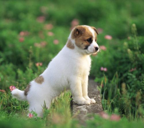 我喜爱的一种小动物500字优秀作文,我喜爱的小动物优秀作文