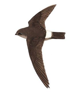 印尼燕窝比马来燕窝蛋清味浓,印尼溯源码燕窝与普通燕窝区别