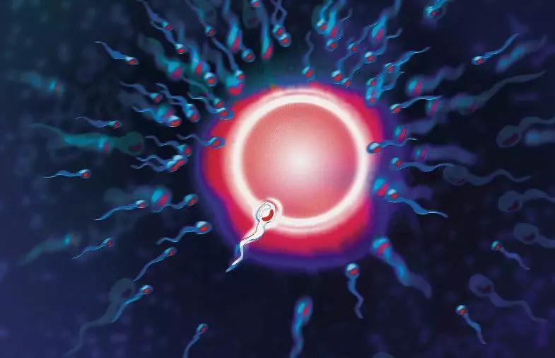 卵子排卵后身体有什么感觉,排卵后卵子排出体外是什么样子