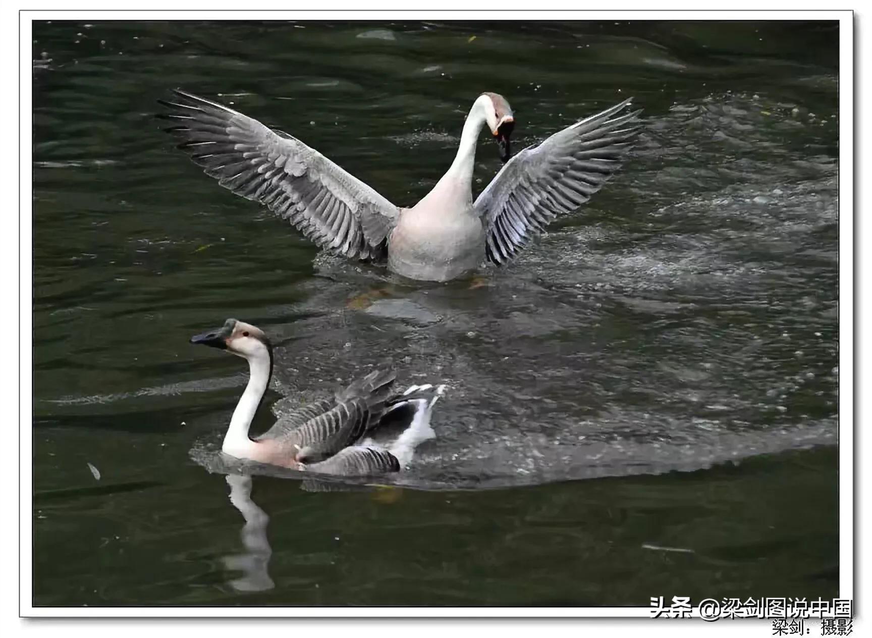 禁止野生动物保护环境人人有责,保护生态环境禁止野生动物上餐桌