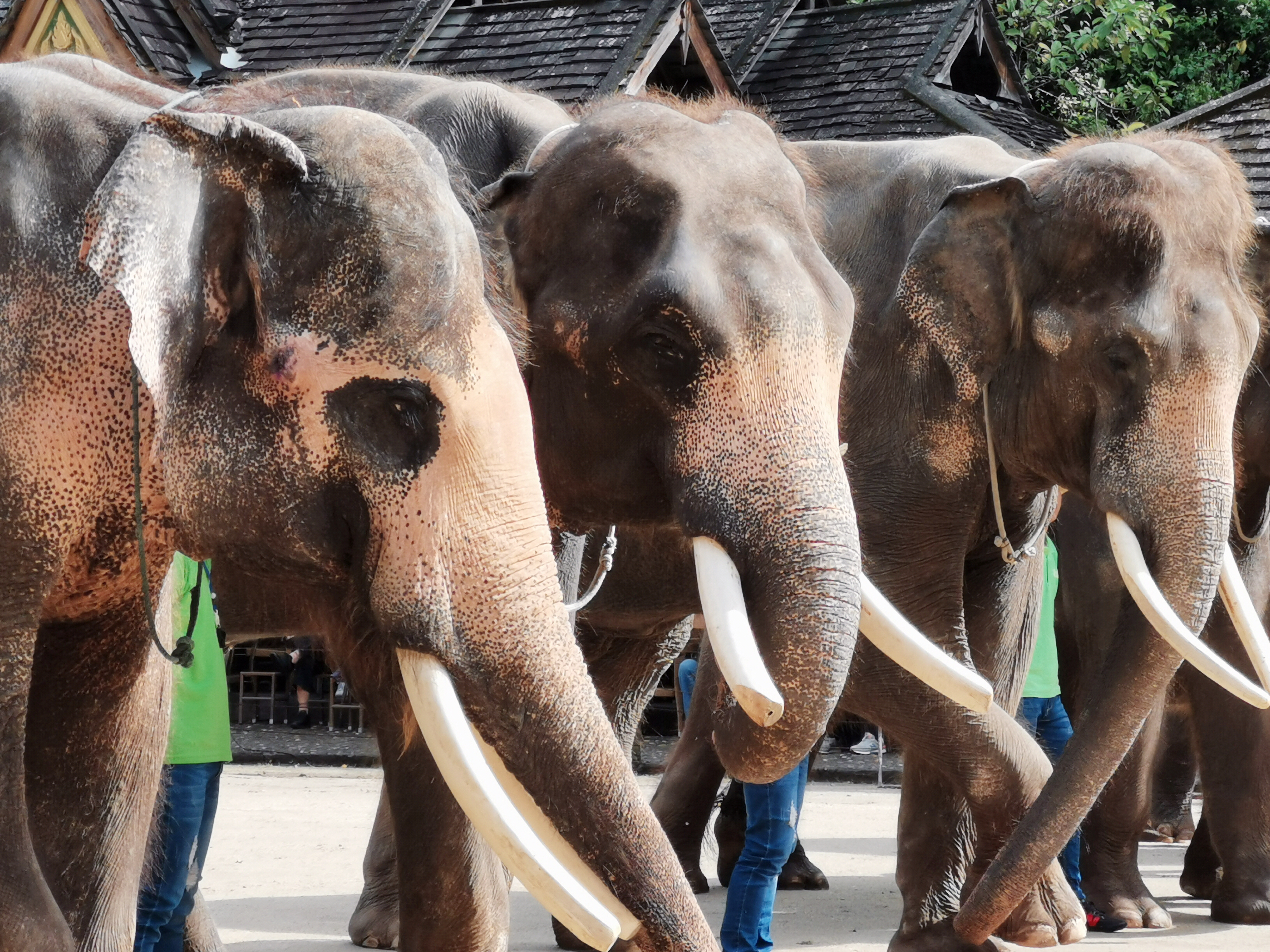 了解西双版纳的风俗和民族文化,西双版纳哈尼族特点民族文化