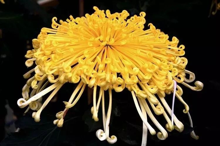 花中四君子菊花,花中四君子菊花的简介