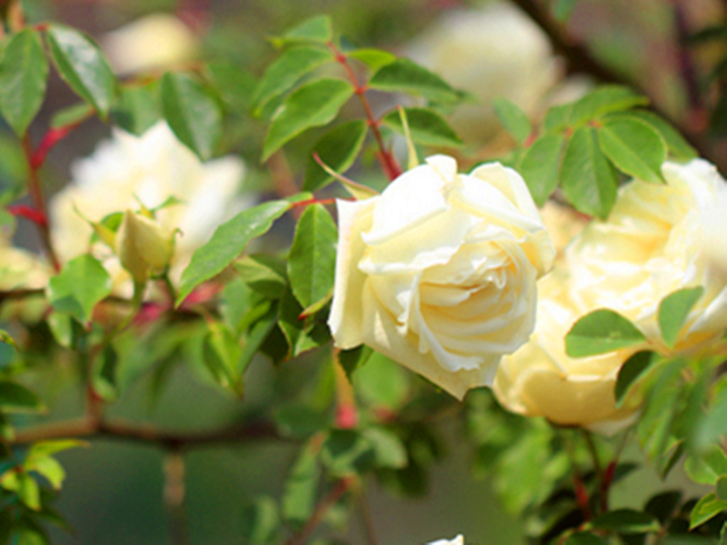 真正四季开花的月季花品种,四季开花月季十大品种
