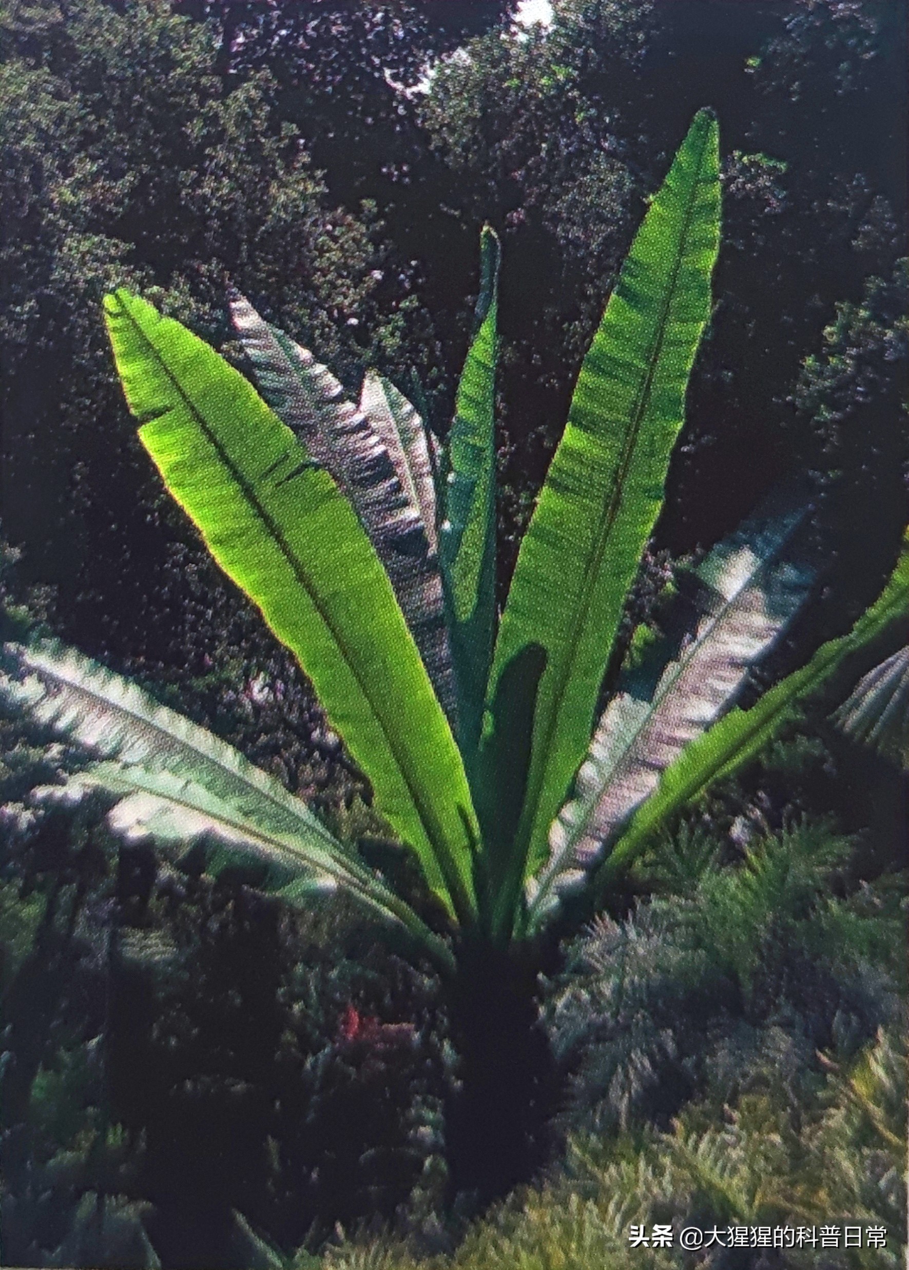 单子叶植物双子叶植物的简图,单子叶植物叶脉是什么