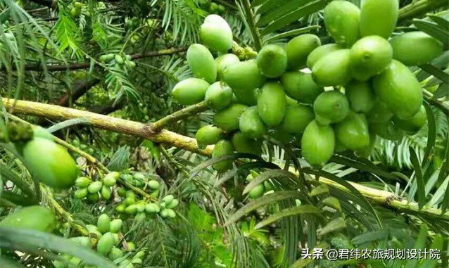 江西仙姑坛景区,2024年铜鼓仙姑坛杜鹃花开了吗