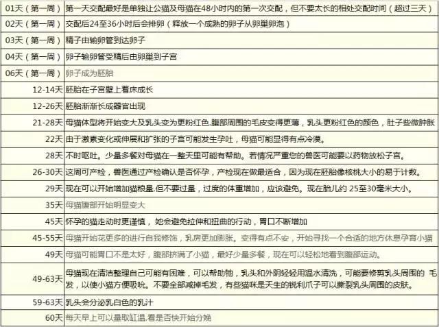 怀孕母猫如何照顾?怀孕期间及生产后的注意事项？