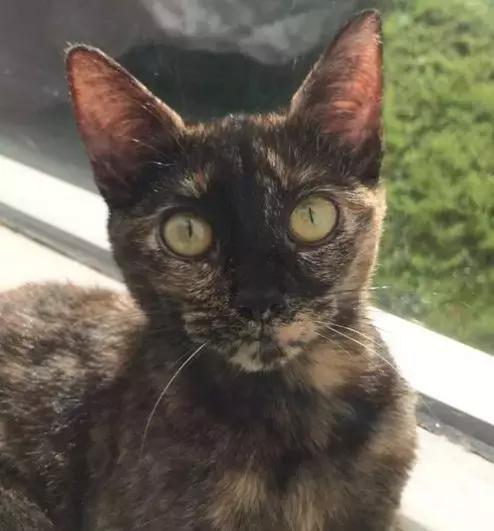 家里养了一只猫又带回来两只猫,网友养了二只猫