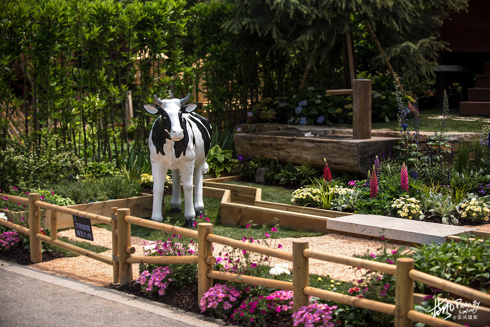 上海国际花展一览表,上海国际花展一览