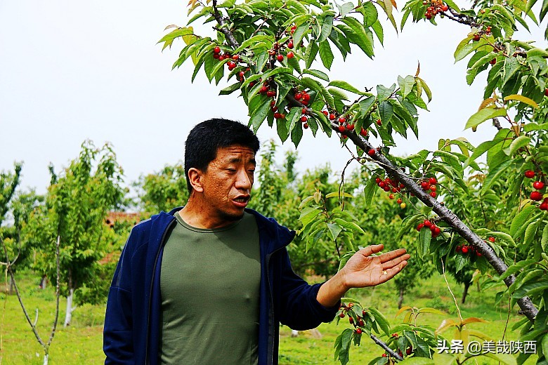 樱桃采摘园西安白鹿仓,摘樱桃西安的去处