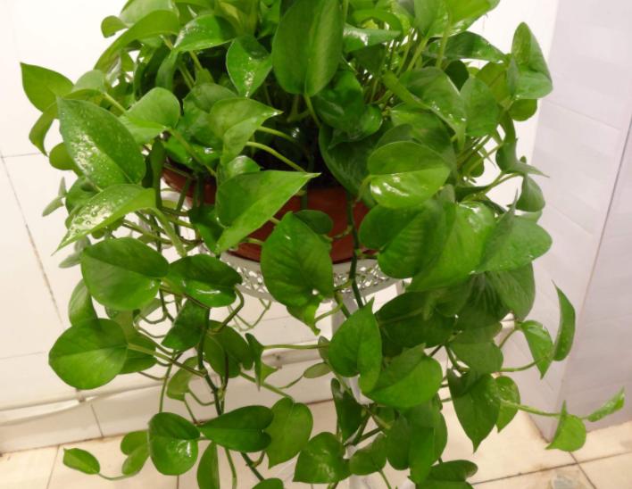 绿萝浇水加点它轻轻松松养爆盆,怎样才能让绿萝枝繁叶茂又绿又亮