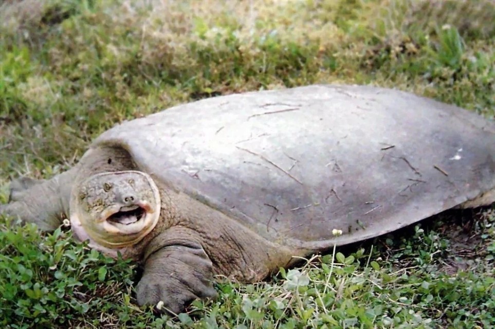 家庭小甲鱼养殖新手入门,家庭养小甲鱼视频教程