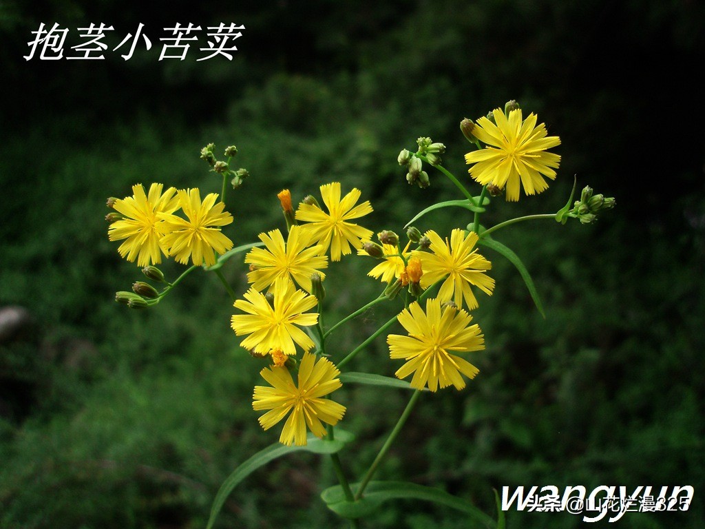 野生菊苣的辨认与图片,野菜苦菜识别方法