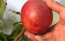 6月份最好吃的水果推荐,5月6月什么水果当季好吃