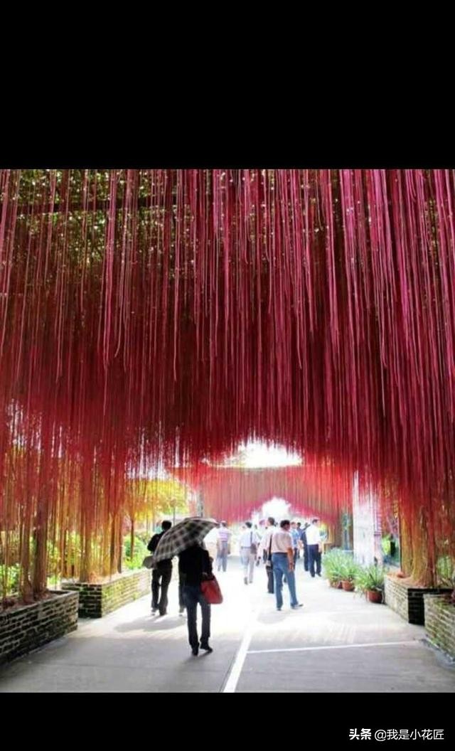 适合阳台种植的爬藤植物都有哪些,家庭阳台种什么爬藤植物比较好