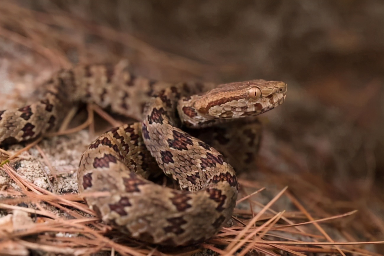 毒蛇最怕是什么蛇,蛇进家怎样区分毒蛇