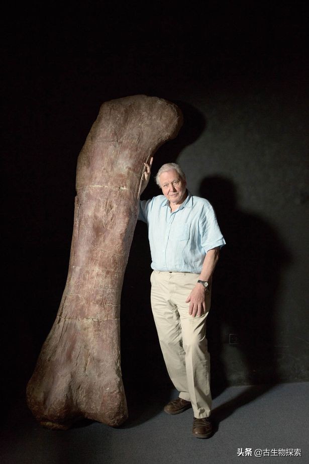 所有蜥脚类恐龙大小对比,各种蜥脚类恐龙大小体型比较