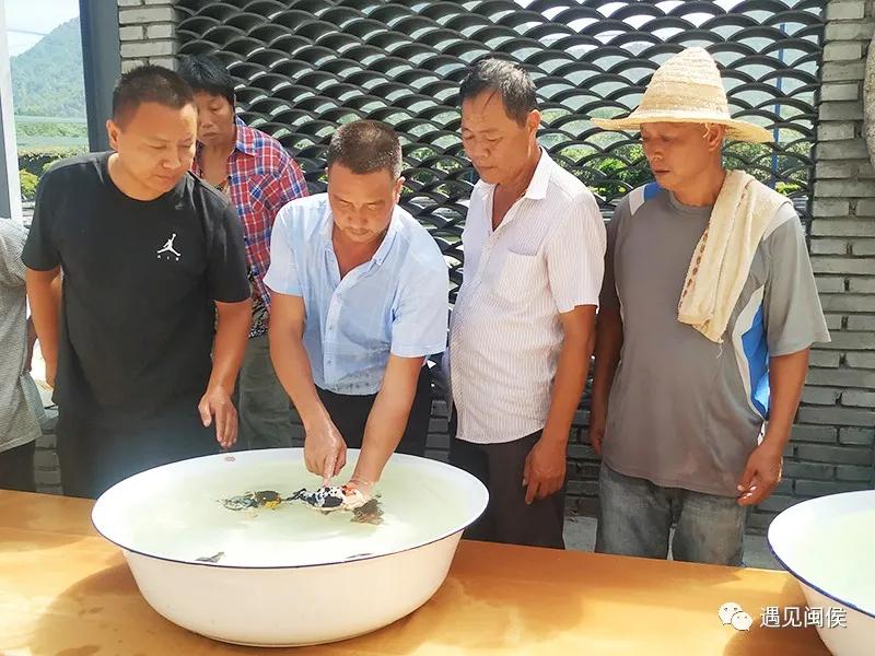 见过会踢足球的闽侯金鱼吗？盘它