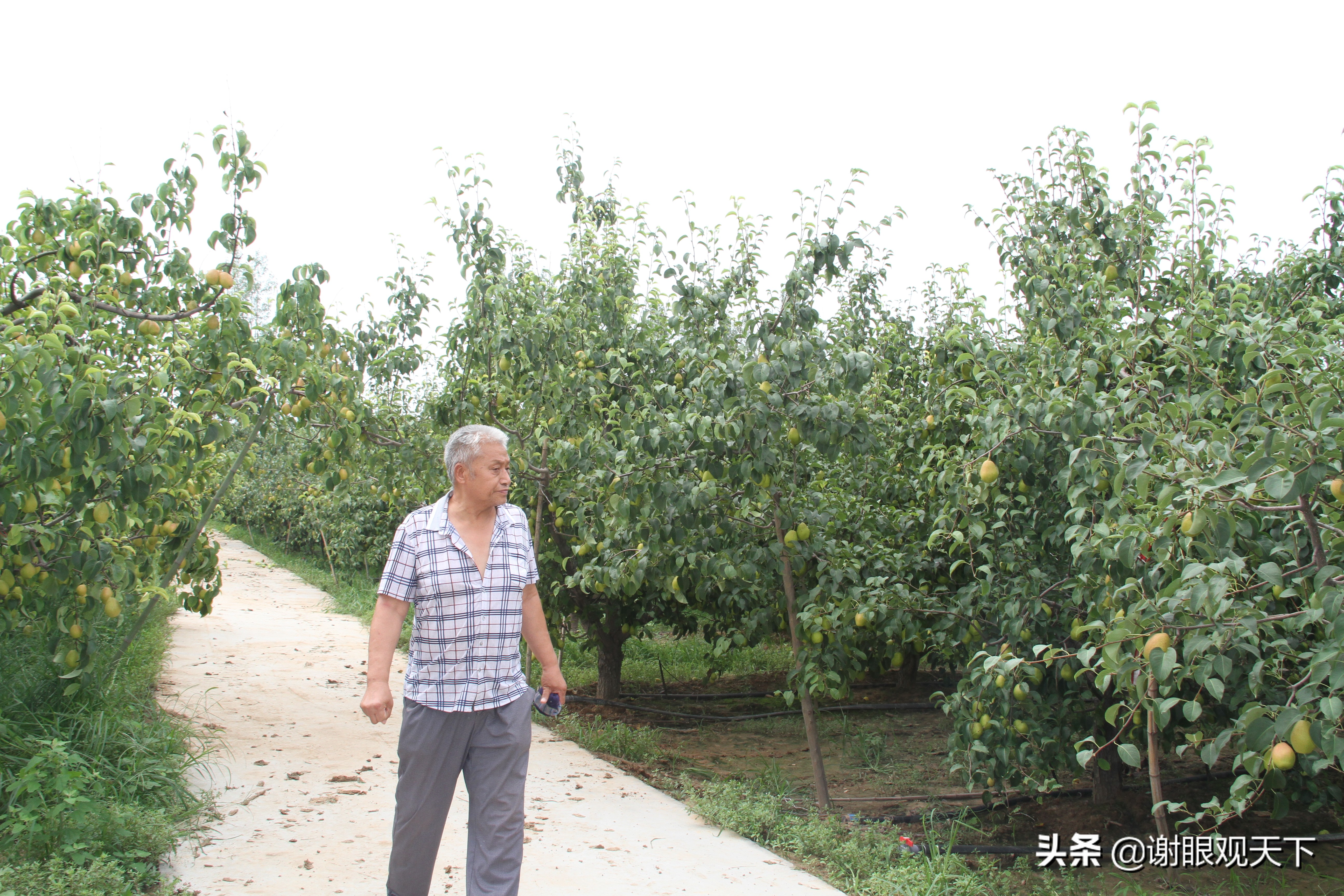 翘指齐赞嘉施利助力梨农品质高