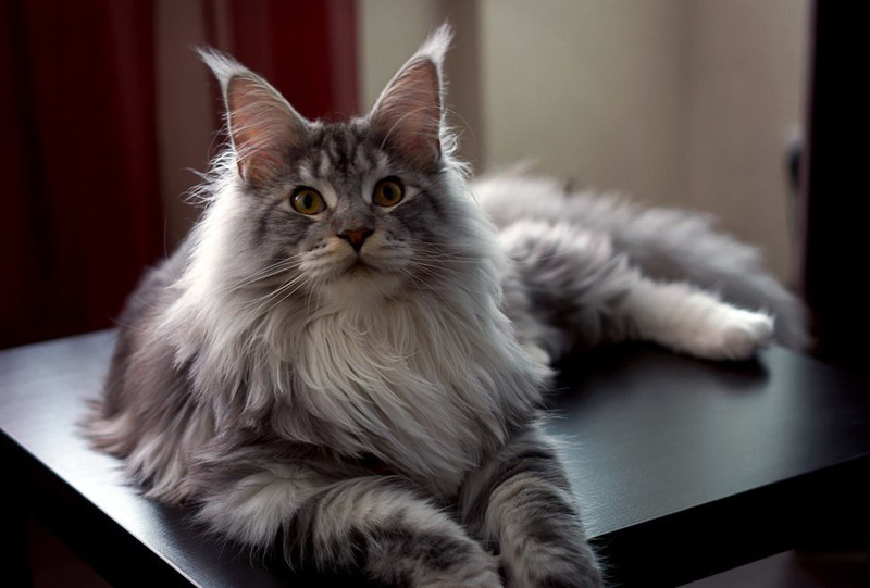 有个缅因猫撞脸王鹤棣吗,缅因猫撞脸易烊千玺视频