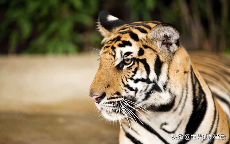 狮子和老虎的智商测试,狮子和老虎的智商谁更高