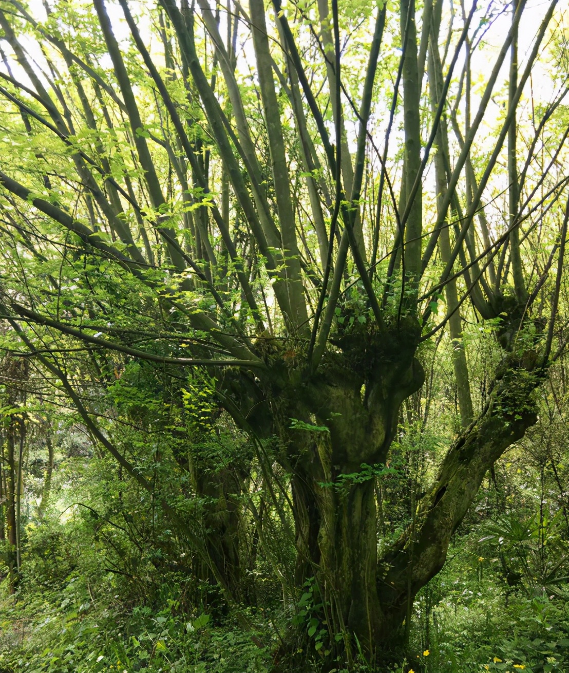 安徽古徽州文房四宝,初中生所用的文房文房四宝