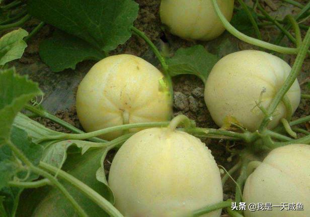 如何挑选香瓜的正确方法,香瓜怎么挑选好吃甜