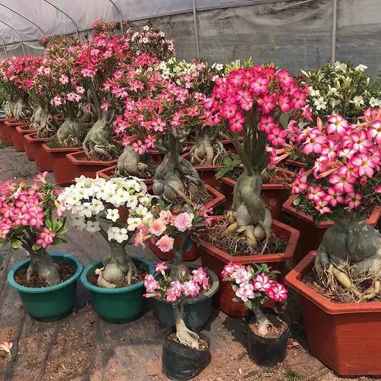 有哪些花不怕晒又耐寒,冬天最耐寒不怕冻的花