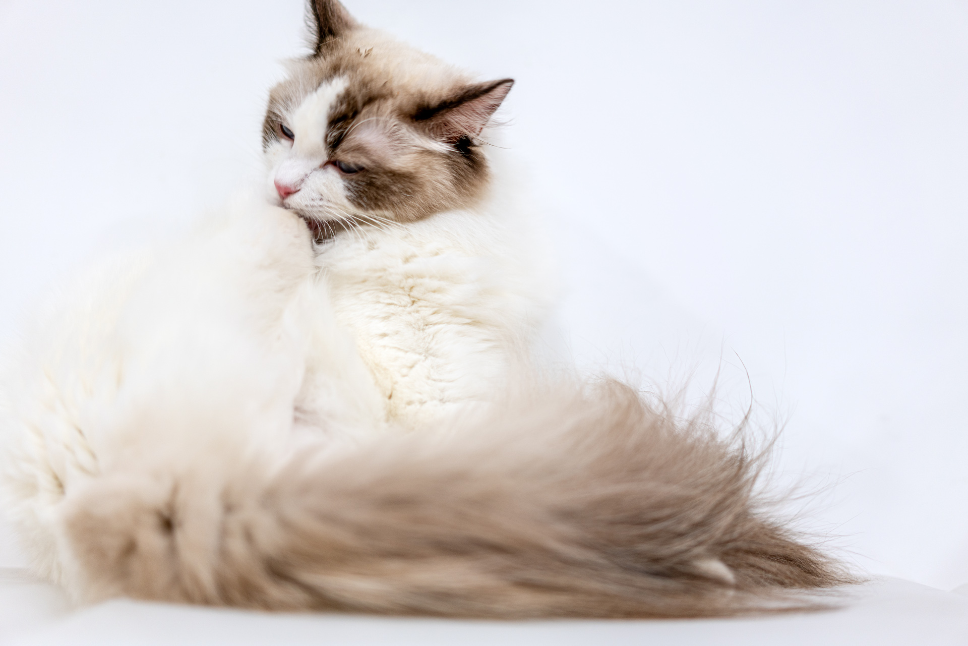 Sonnar（索纳）眼中的猫——索尼SonnarT*FE55mmF1.8ZA实拍体验