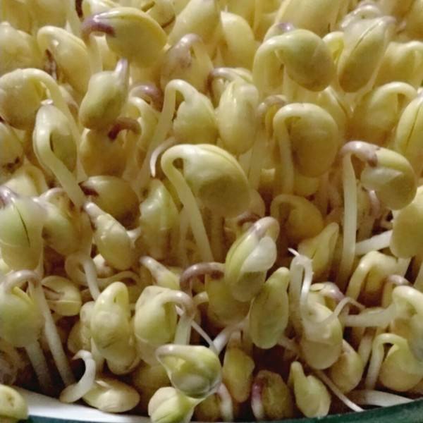 家里发豆芽有何诀窍,在温室里怎么发豆芽