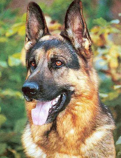 45种狗狗,45种狗类