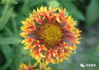 日本国花是什么花啊,全世界各国的国花是什么花