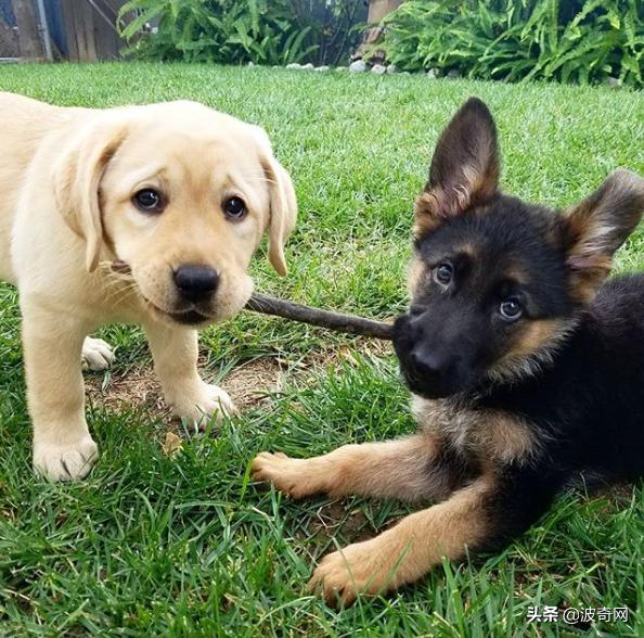 小时候的德牧有多萌,德牧小时候的神仙颜值