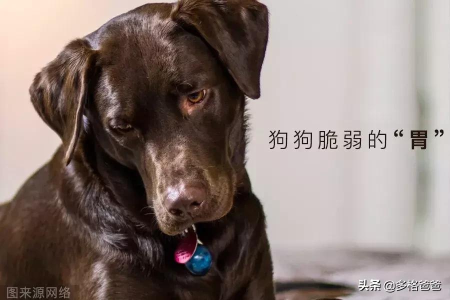 狗狗胀气有呕吐是什么情况,狗狗反刍式呕吐