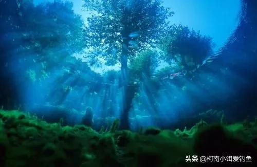 夏季晚上钓鱼突然停口是什么原因,夏天晚上钓鱼突然停口是什么原因