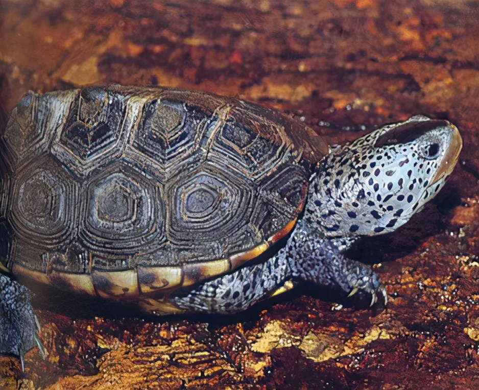 龟类大百科,大眼睛龟类