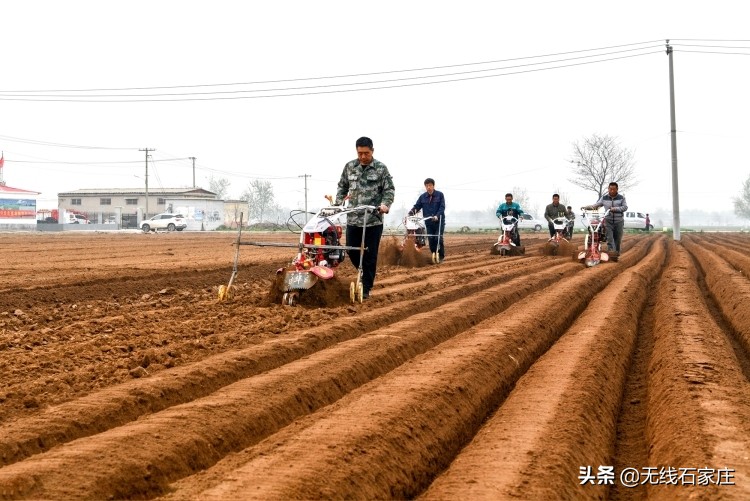 春耕生产忙播撒新希望,栾城生姜种植新政策