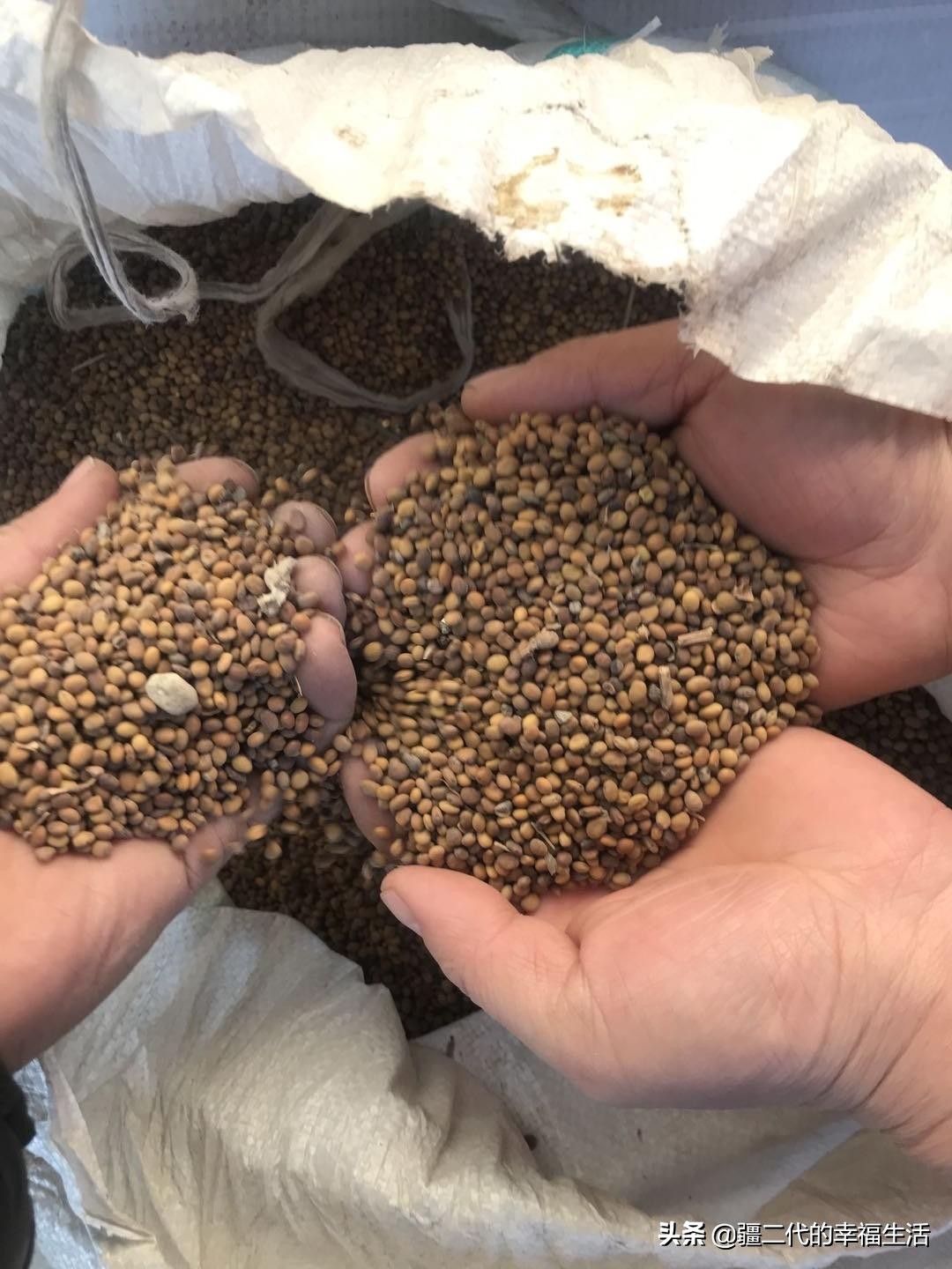 2021年中药材种植前景分析,2021年中药材种植国家政策