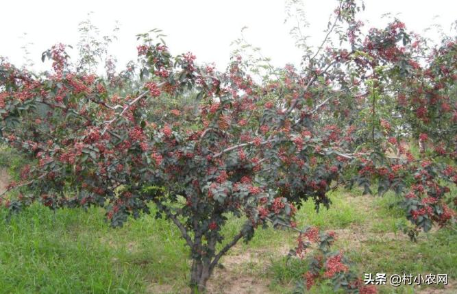怎样种出高产花椒,农民种花椒技术视频