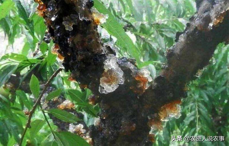 治疗樱桃树流胶病都有什么好方法,樱桃树流胶病最有效的防治方法