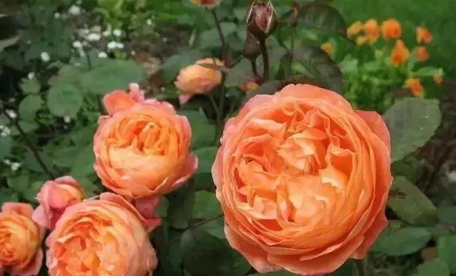 100种玫瑰花品种大全,玫瑰花有哪些品种大全