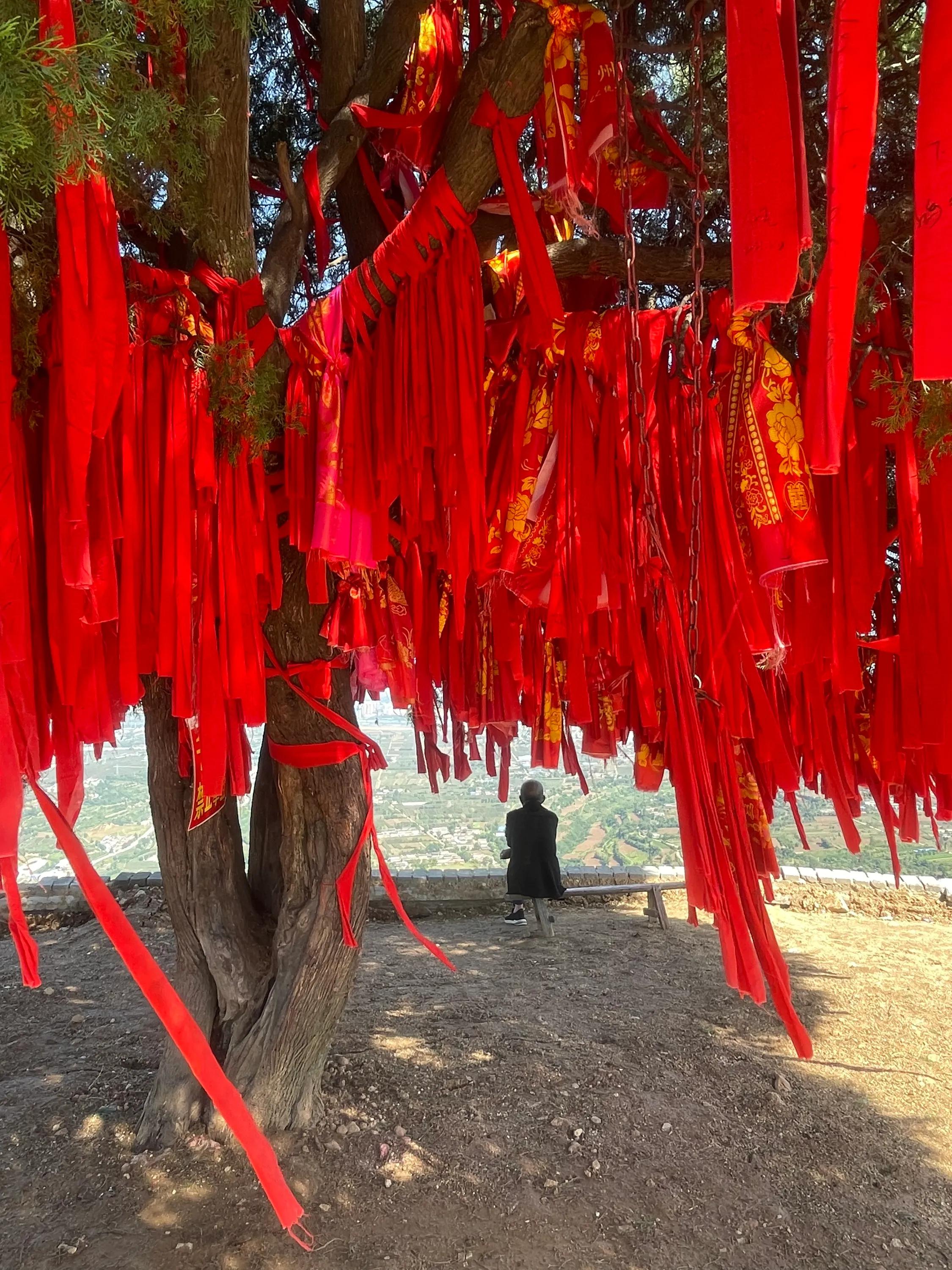 白雀寺神树视频,白雀寺供奉哪位菩萨