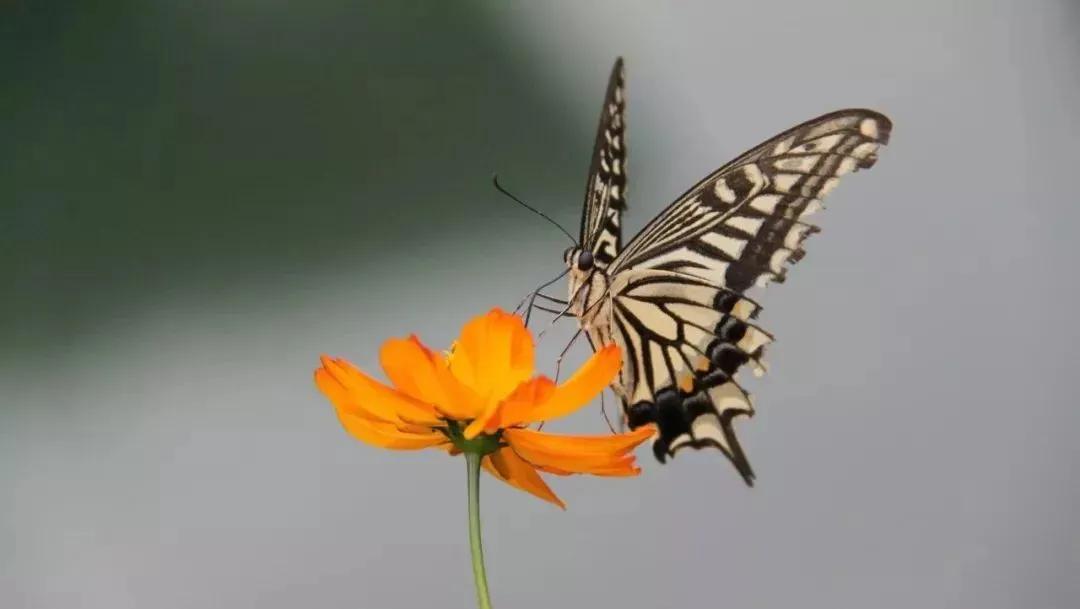 国学经典十句精华,人生必读的十大国学经典