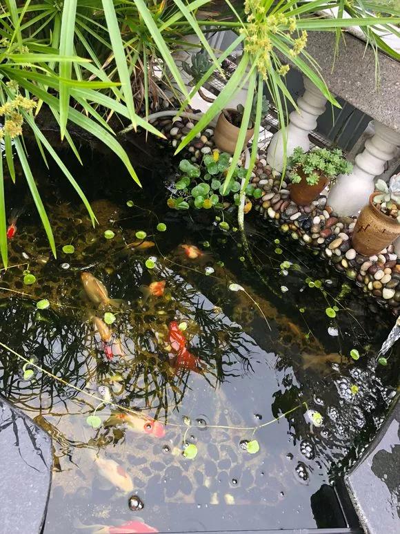 5种花不怕旱就怕涝,三种最怕缺水的花