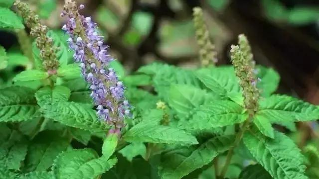 椰汁西米龟苓膏的正宗做法,龟苓膏芋圆西米露糖水制作方法