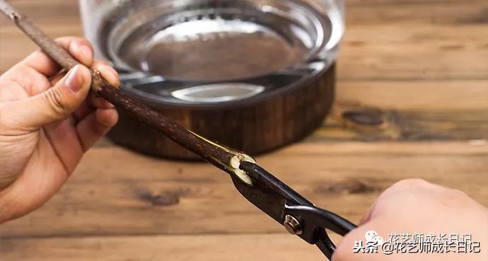 每日一花｜平生相见即眉开，一枝腊梅踏雪来