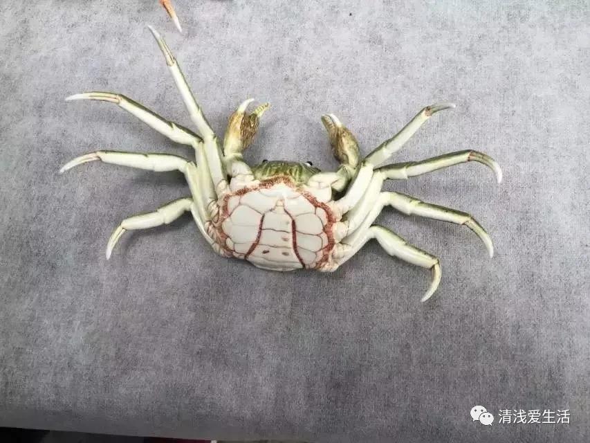 景德镇陶瓷古玩收藏,景德镇陶瓷购买攻略省钱