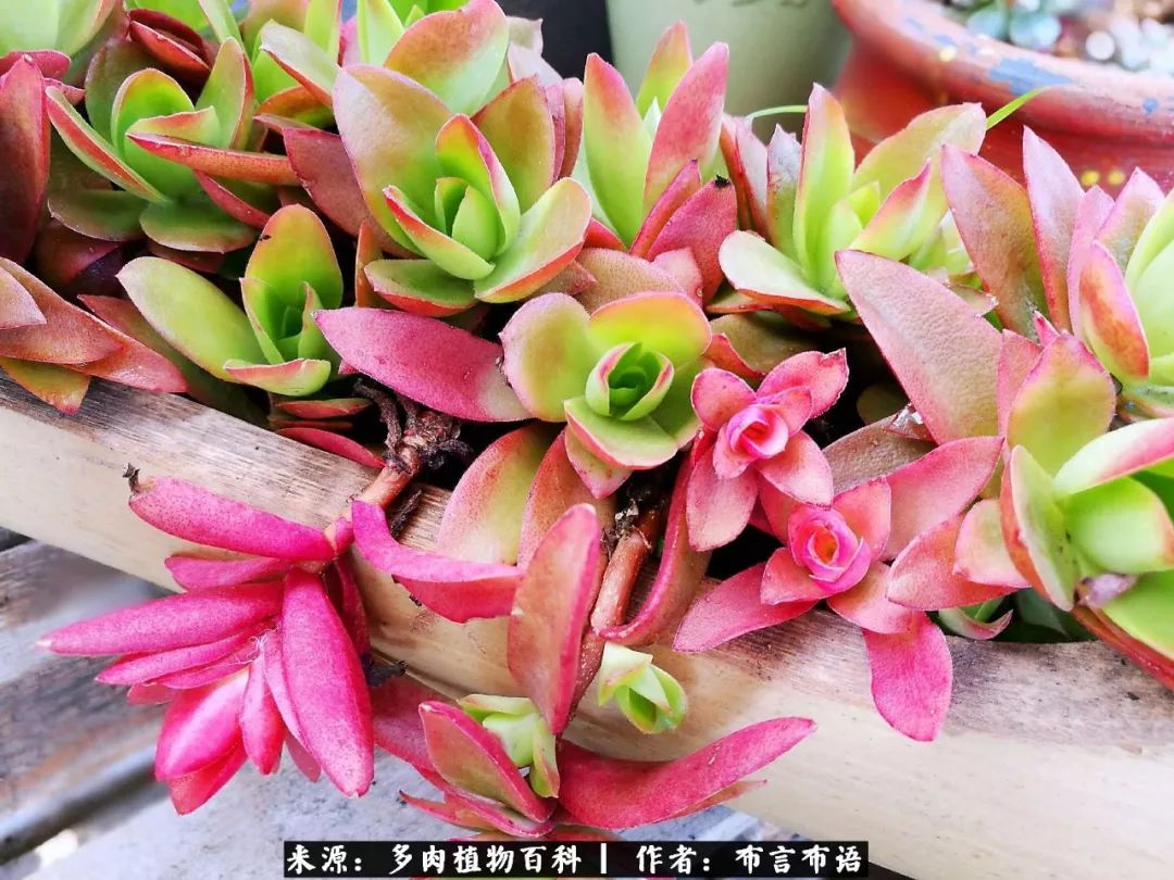 从多肉上感悟人生,多肉的真实生活感悟