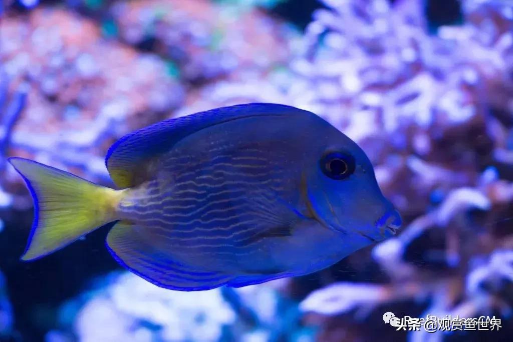 鱼缸硝化细菌培养期间能喂鱼吗,鱼缸培养硝化细菌鱼停止喂食吗