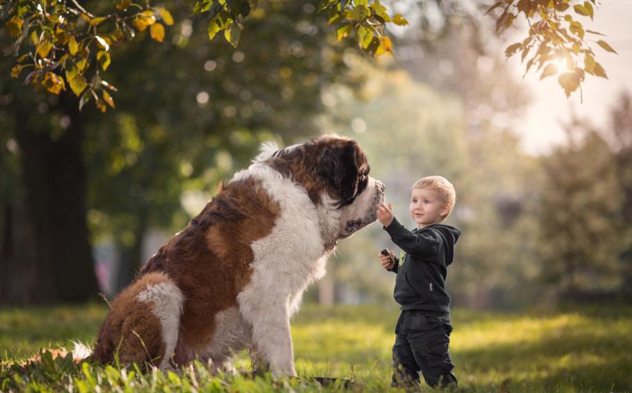 这7种狗公认无攻击性很适合家养,好养又便宜的五种狗有护主会打猎