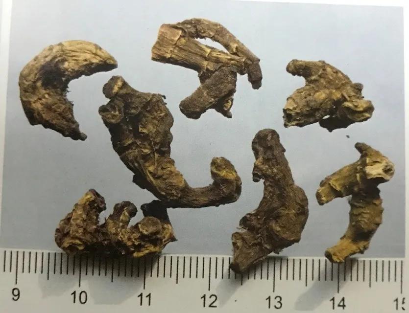 苦到极致的黄连,苦黄连的药用价值